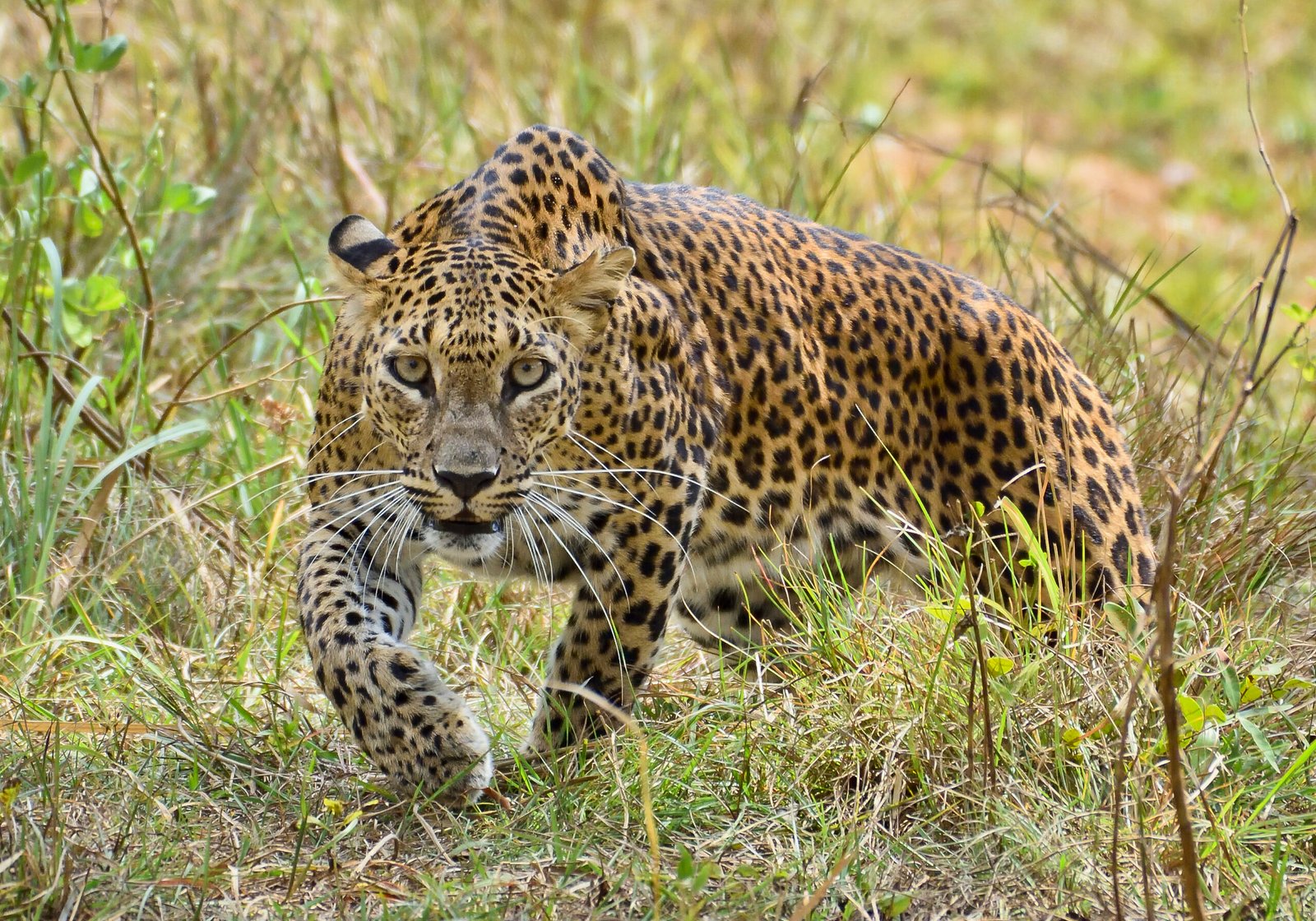 Sri_Lankan_leopard_(Panthera_pardus_kotiya)_at_Wilpattu_National_Park